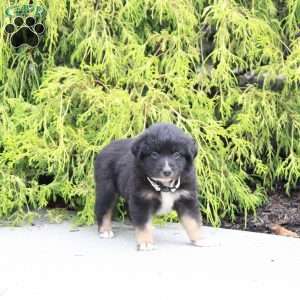 Arrow, Miniature Australian Shepherd Puppy